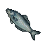 Anchova.png