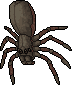 Venomous Spider.gif